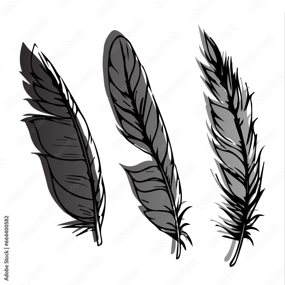 Obraz premium feathers of different shapes