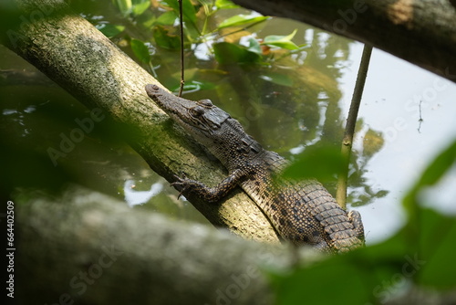 A baby saltwater crocodile, scientifically known as Crocodylus porosus, is an adorable yet potentially dangerous reptile. Saltwater crocodiles are the largest living reptiles in the world.|河口鱷|灣鱷