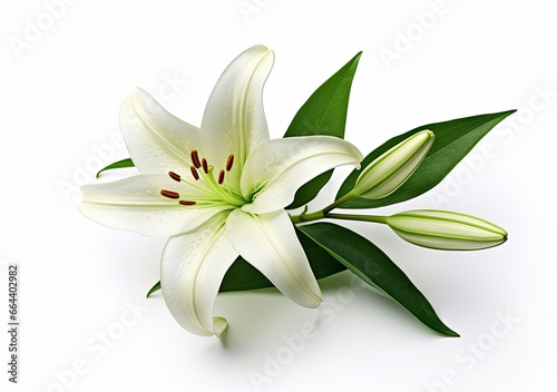 Beautiful fresh lily flower with green leaves, isolated on white background. © Dibos