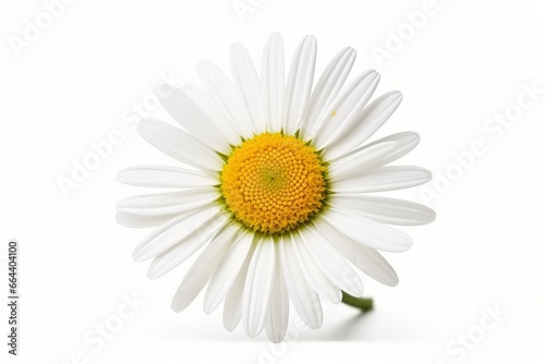 Common daisy isolated on white background. © Dibos