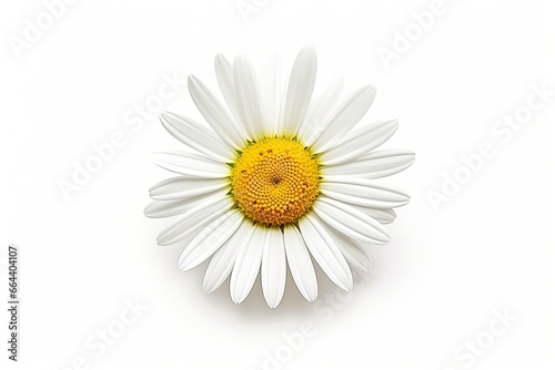Common daisy isolated on white background. © Dibos
