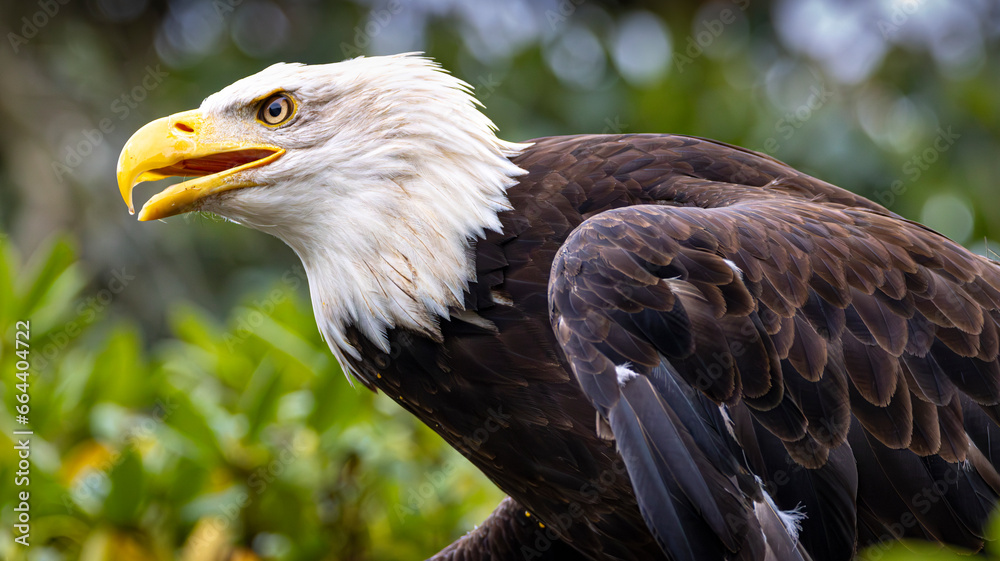 Der stolze Seeadler beobachtet seine Beute Der stolze Seeadler beobachtet seine Beute