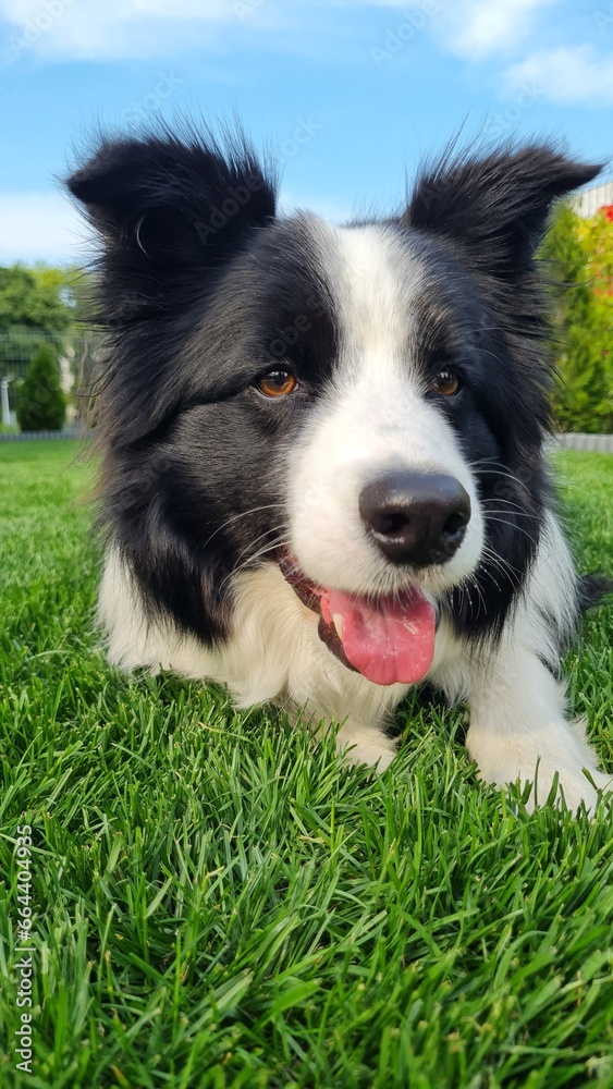 Pies rasy bordercollie w trawie Pies rasy bordercollie w trawie