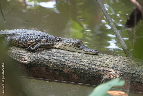 A baby saltwater crocodile, scientifically known as Crocodylus porosus, is an adorable yet potentially dangerous reptile. Saltwater crocodiles are the largest living reptiles in the world.|河口鱷|灣鱷 photo