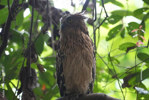 The Buffy Fish Owl (Bubo ketupu) is a species of owl found in various parts of Southeast Asia, including countries like Malaysia, Indonesia, Thailand, Myanmar, and others.|马来渔鸮	
 photo