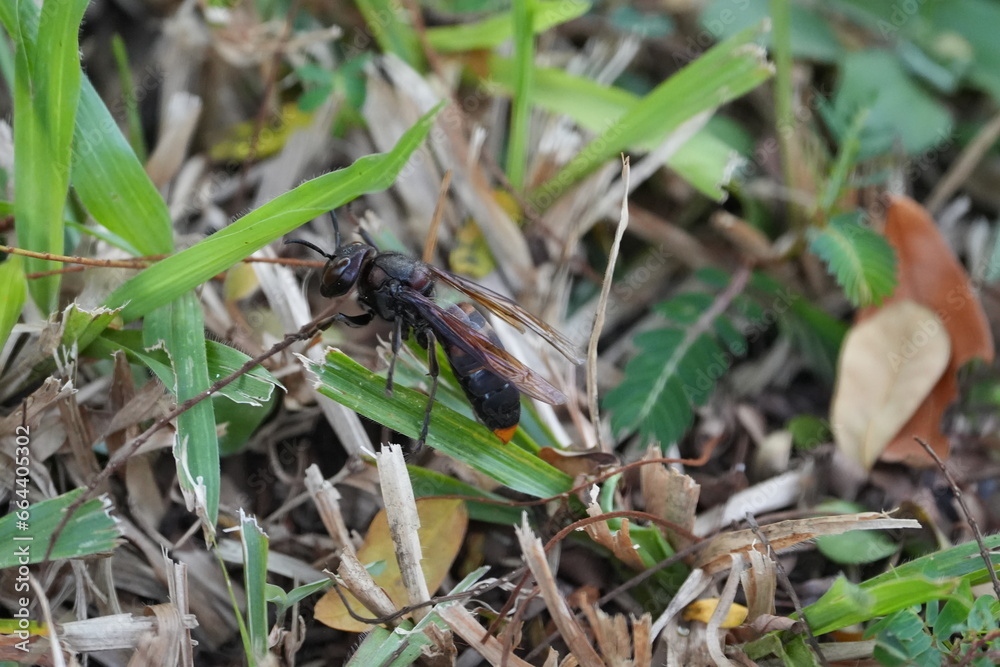 The Scoliidae is a family of parasitoid wasps, commonly known as scoliid wasps. These insects are known for their distinctive appearance.|土蜂 The Scoliidae is a family of parasitoid wasps, commonly known as scoliid wasps. These insects are known for their distinctive appearance.|土蜂