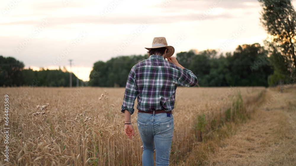 Male looks at the wheat, touching spikes with hands