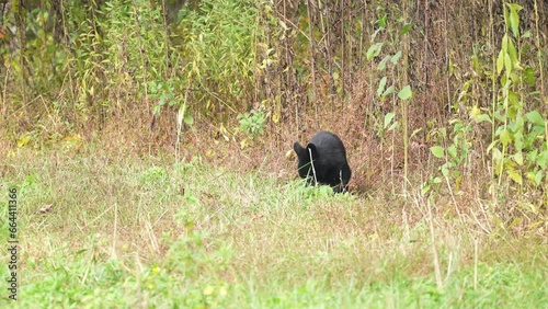 Black Bear (Ursus americanus) cub straying from it's mother, eating in meadow, preparing for winter hibernation. October in Tennessee. Slow motion, 1/2 natural speed