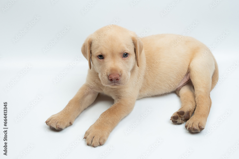 Portrait of healthy  labrador puppy