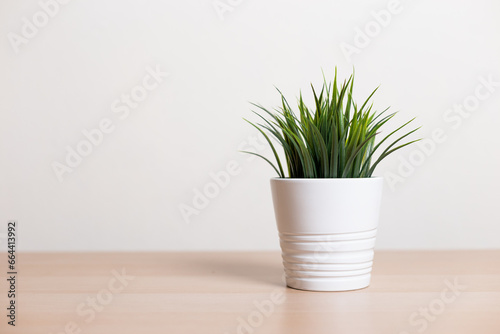 green leaf plant in white pot on wood table.