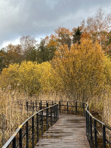 Wooden bridge, a path on the lake shore near St. Petersburg, Russia. Northern nature, autumn landscape in orange tones. An artificial road for walking through the forest.