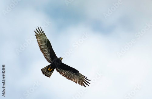 Large black Hawk, a Zone-tailed Hawk soaring in the sky with wings spread and calling