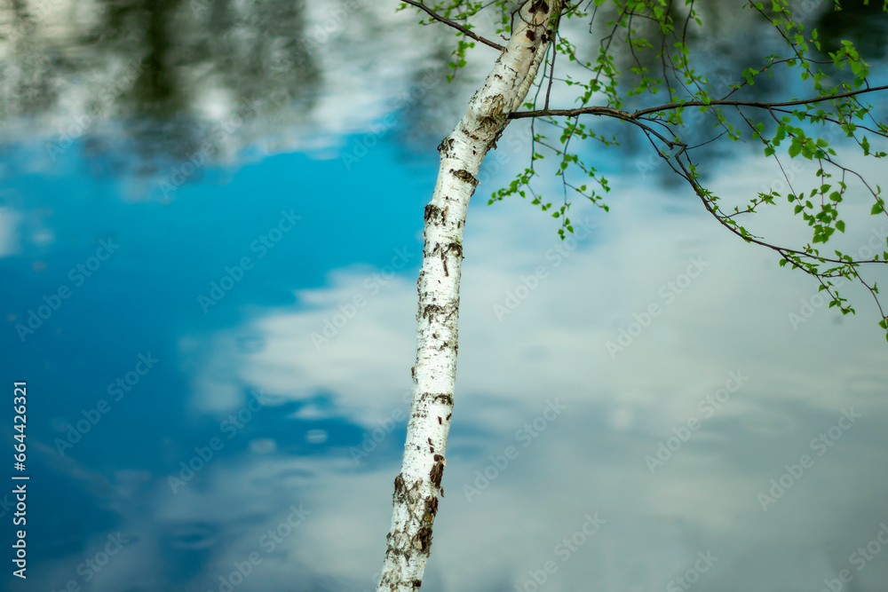 Fototapeta premium Young white birch on the river bank in early spring.