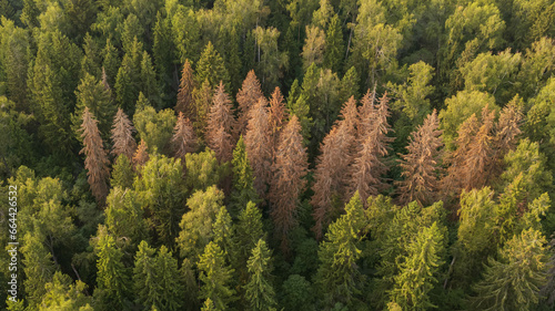 Aerial drone view of the dying forests photo