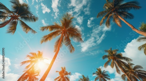 palm trees in summer on the beach view of the sky from below © FryArt Studio