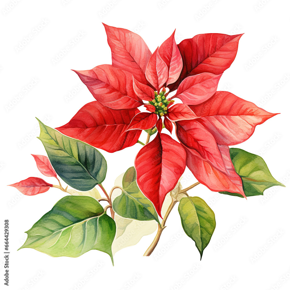 Poinsettia Flower For Christmas Event. Watercolor Style. AI Generated