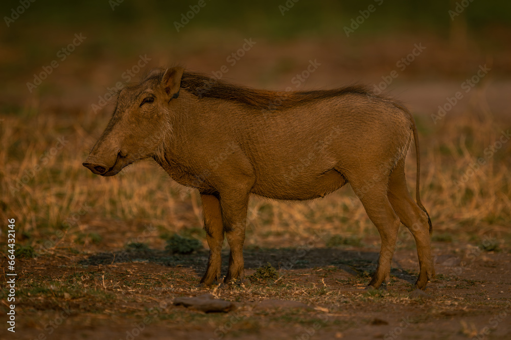 Young common warthog stands on short grass