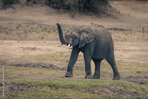 Young African bush elephant walks lifting trunk