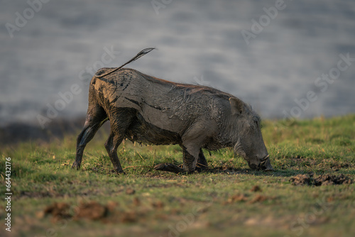 Young common warthog kneels grazing on grass photo