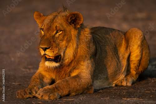 Fototapeta Naklejka Na Ścianę i Meble -  Young male lion with catchlight lying down