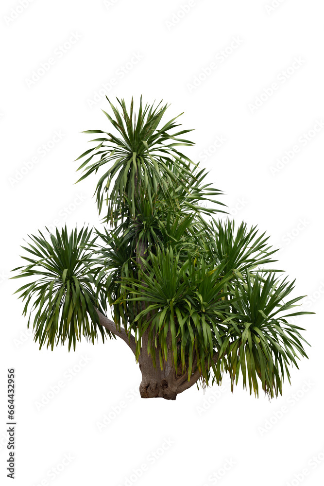 Dracaena loureiri Gagnep growth in the garden isolated on white background included clipping path,Is a Thai herbs, Thai people call Chan Pha. Dracaena loureiri Gagnep growth in the garden isolated on white background included clipping path,Is a Thai herbs, Thai people call Chan Pha.