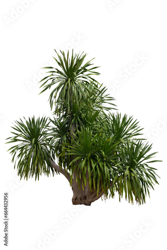 Dracaena loureiri Gagnep growth in the garden isolated on white background included clipping path Is a Thai herbs  Thai people call Chan Pha.