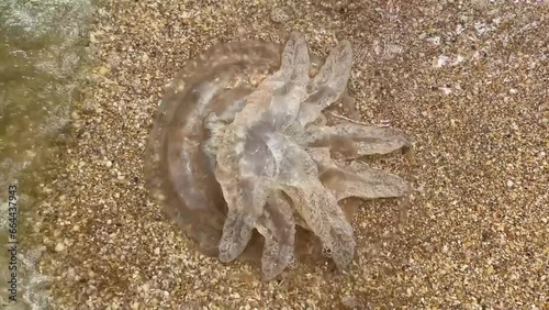 ENVATO Large jellyfish washed up on the shore of the Sea of Azov photo