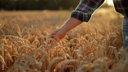 Unknown farmer touching wheat ear with palm of the hand