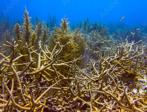 staghorn coral ,Acropora cervicornis photo