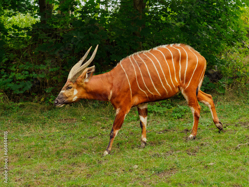 Bongo (antelope) on the green meadow photo