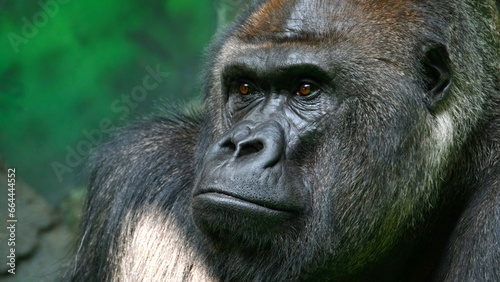 Close-up an adult gorilla looks around against the backdrop of an artificial jungle. Animal protection concept © chelmicky
