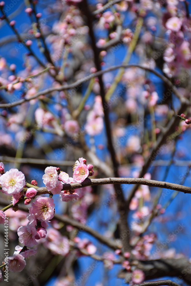湯島天神 梅まつり 満開の梅の花(東京都)
湯島天神 梅まつり 満開の梅の花(東京都)