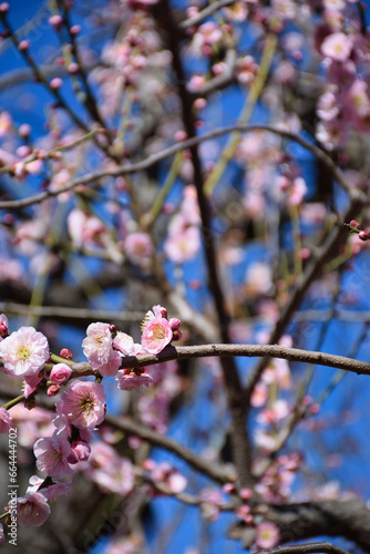 湯島天神 梅まつり 満開の梅の花（東京都） 