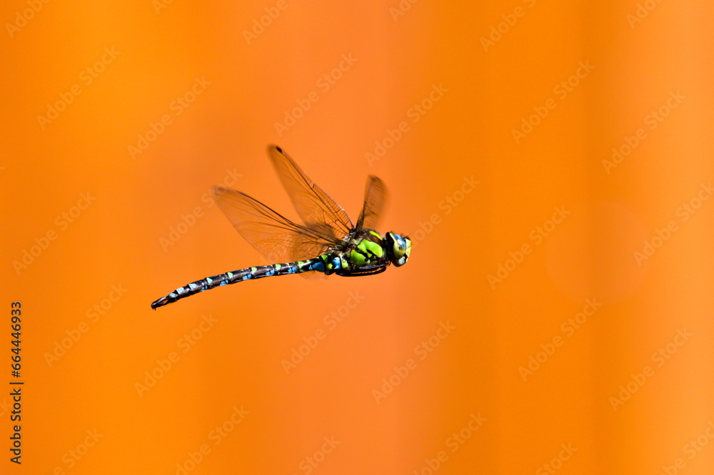 Dragonfly aeshna mixta aka migrant hawker dragonfly in flight above the pond. Orange blurred background. Late summer. Czech republic nature.	 - obrazy, fototapety, plakaty 