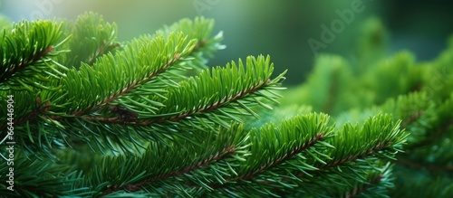 Christmas tree branches on a natural background. © MSTASMA