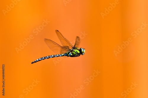 Dragonfly aeshna mixta aka migrant hawker dragonfly in flight above the pond. Orange blurred background. Late summer. Czech republic nature.	 photo