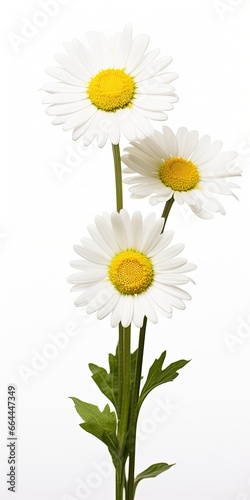 Common daisy isolated on white background. © MSTASMA