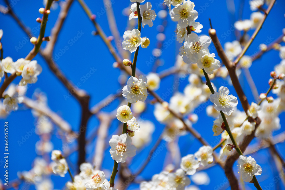 湯島天神 梅まつり 満開の梅の花 コピースペースあり(東京都)
Yushima Tenjin Plum Festival, plum blossoms in full bloom with copy space (Tokyo, Japan) 湯島天神 梅まつり 満開の梅の花 コピースペースあり(東京都)
Yushima Tenjin Plum Festival, plum blossoms in full bloom with copy space (Tokyo, Japan)