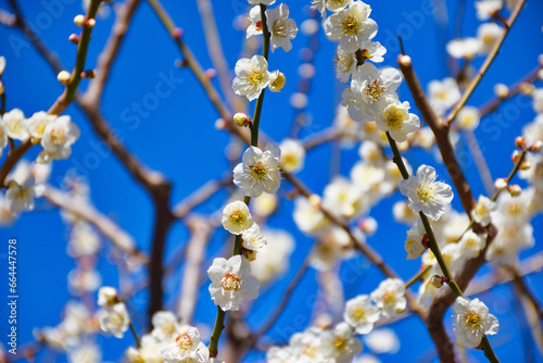 湯島天神 梅まつり 満開の梅の花 コピースペースあり（東京都） Yushima Tenjin Plum Festival, plum blossoms in full bloom with copy space (Tokyo, Japan)