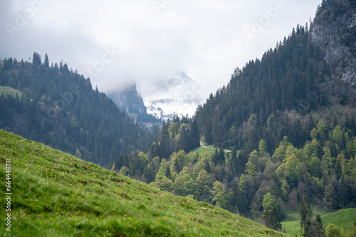 landscape in the summer
