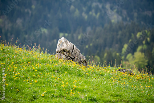 stone in the grass
