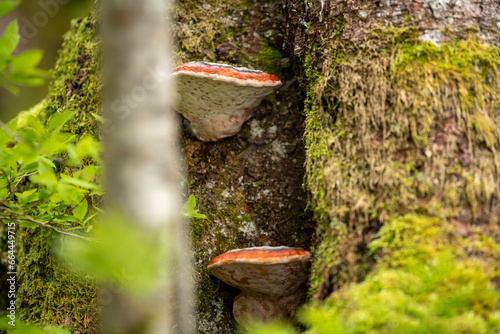 red mushroom on a tree