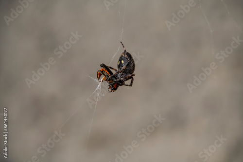 spider on a web