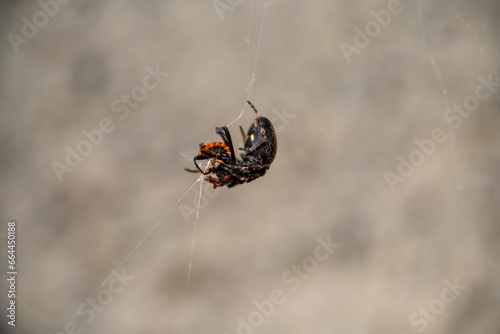 spider on a web