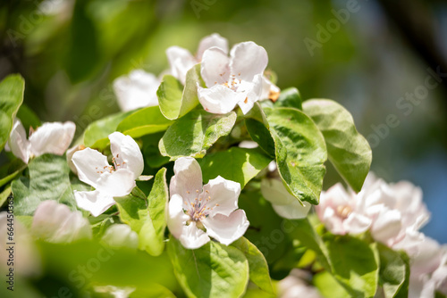 flowers in the garden