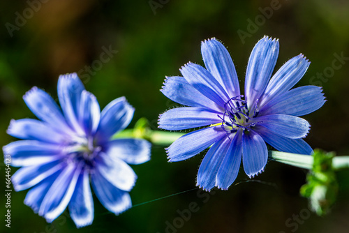 Blue flowers in the garden