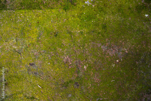 Lichen Fungi Green Moss on the old Concreate wall abstract Texture background. Rusty, Grungy, Gritty Vintage Background