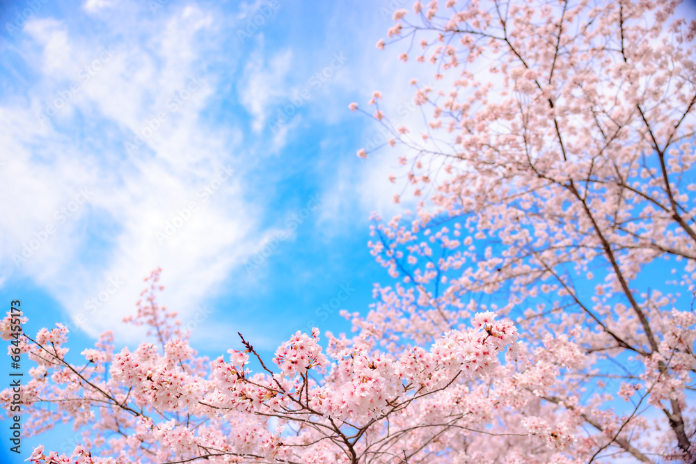 Beautiful cherry blossoms in full bloom and the blue sky of the copy space.