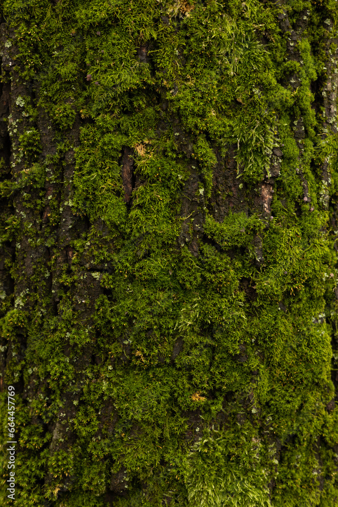 Green moss on a tree