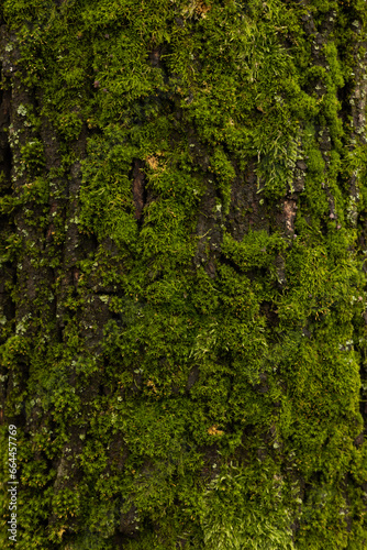 Fototapeta Naklejka Na Ścianę i Meble -  Green moss on a tree